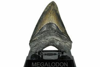 Serrated, Fossil Megalodon Tooth - North Carolina #309468