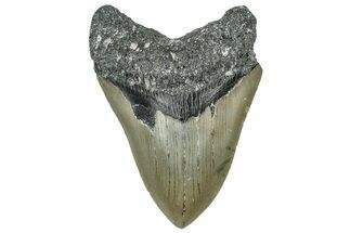 Serrated, Fossil Megalodon Tooth - North Carolina #309491