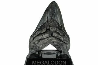 Fossil Megalodon Tooth - South Carolina #310013