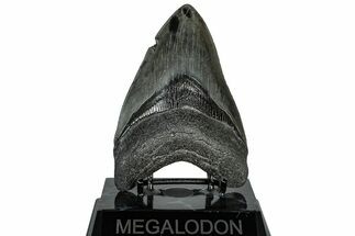 Fossil Megalodon Tooth - South Carolina #310016