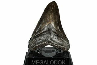 Fossil Megalodon Tooth - South Carolina #310018