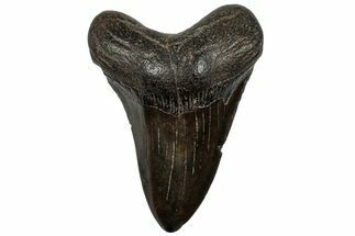 Fossil Megalodon Tooth - South Carolina #310025