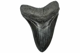 Fossil Megalodon Tooth - South Carolina #310029