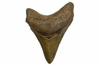 Serrated, Fossil Megalodon Tooth - South Carolina #310090