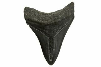 Fossil Megalodon Tooth - South Carolina #310094