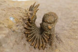 Spiny Lichid (Acanthopyge) Trilobite - Excellent Preparation! #310130