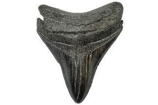 Serrated, Fossil Megalodon Tooth - South Carolina #310063