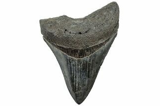 Serrated, Fossil Megalodon Tooth - South Carolina #310064