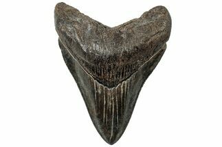 Serrated, Fossil Megalodon Tooth - South Carolina #310065