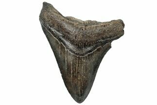 Serrated, Fossil Megalodon Tooth - South Carolina #310078
