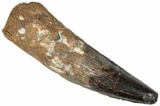 Fossil Spinosaurus Tooth - Real Dinosaur Tooth #310172