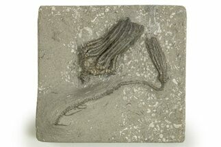 Fossil Crinoid Plate (Two Species) - Crawfordsville, Indiana #310202