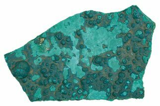 Teal Botryoidal Chrysocolla and Malachite - Chile #310144