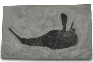 Eurypterus (Sea Scorpion) Fossil - New York #310228