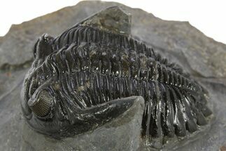 Hollardops Trilobite Fossil - Excellent Eye Facets #310243