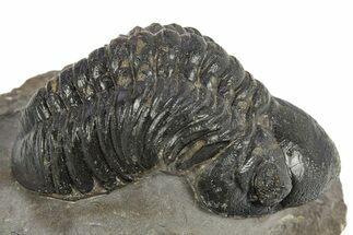 Detailed Reedops Trilobite - Atchana, Morocco #310250