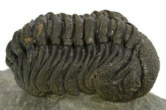 Detailed Morocops Trilobite - Ofaten, Morocco #310263