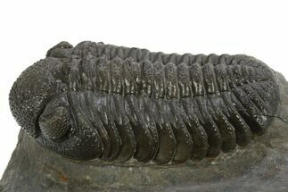 Detailed Morocops Trilobite - Beautiful Preservation #310264