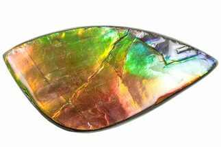 Iridescent Ammolite (Fossil Ammonite Shell) - Rainbow Colored #310311