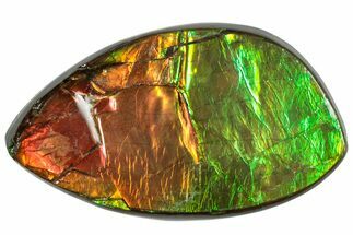 Iridescent Ammolite (Fossil Ammonite Shell) - Red/Green #310319