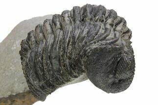 Drotops Trilobite With Good Eyes - Mrakib, Morocco #171550