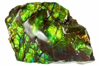 Iridescent Ammolite (Fossil Ammonite Shell) - Vibrant Green/Blue #310343