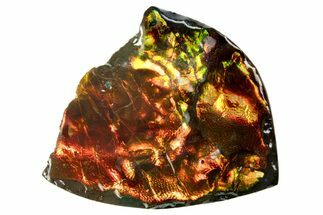 Iridescent Ammolite (Fossil Ammonite Shell) - Fiery Red #310345