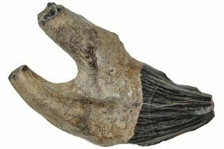 Rare, Fossil Basilosaurus Molar - South Carolina #310436