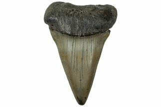 Large, Fossil Broad-Toothed Mako Tooth - South Carolina #310438