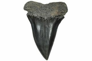 Fossil Broad-Toothed Mako Tooth - South Carolina #310444