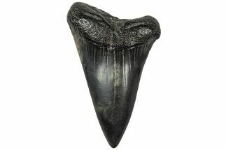 Fossil Broad-Toothed Mako Tooth - South Carolina #310452