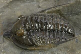 Multi-Toned Diademaproetus Trilobite - Ofaten, Morocco #310524
