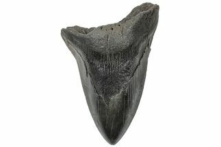 Serrated, Fossil Megalodon Tooth - South Carolina #310409