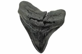 Fossil Megalodon Tooth - South Carolina #310413