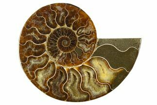 Cut & Polished Ammonite Fossil (Half) - Madagascar #310584