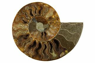 Cut & Polished Ammonite Fossil (Half) - Madagascar #310587