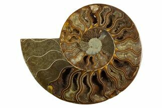 Cut & Polished Ammonite Fossil (Half) - Madagascar #310588