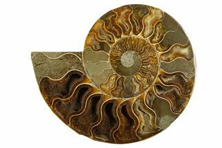 Cut & Polished Ammonite Fossil (Half) - Crystal Pockets #310597