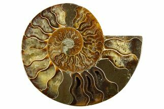 Cut & Polished Ammonite Fossil (Half) - Crystal Pockets #310601