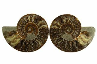 Cut & Polished, Agatized Ammonite Fossil - Madagascar #310606