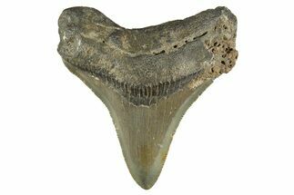 Serrated, Fossil Megalodon Tooth - North Carolina #308582