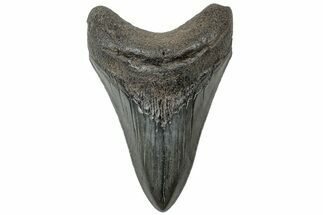 Serrated, Fossil Megalodon Tooth - South Carolina #310426