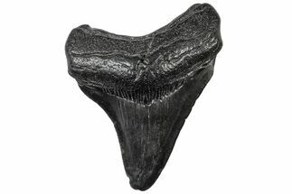 Juvenile Megalodon Tooth - South Carolina #310486