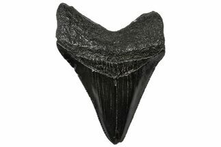 Serrated, Juvenile Megalodon Tooth - South Carolina #310489