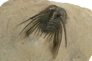 Kettneraspis Trilobite With Long Occipital - Lghaft, Morocco #310628