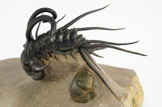 Trilobite Fossils For Sale