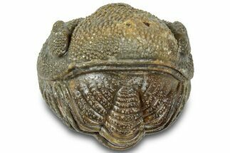 Wide, Bumpy Enrolled Morocops Trilobite - Morocco #310760