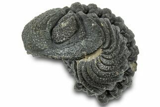 Wide Enrolled Morocops Trilobite - Morocco #310766