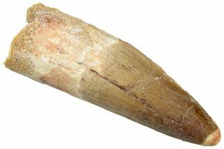 Fossil Spinosaurus Tooth - Real Dinosaur Tooth #310773