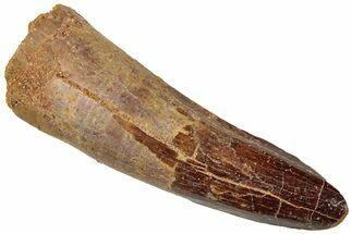 Fossil Spinosaurus Tooth - Real Dinosaur Tooth #310792